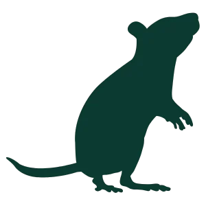 Ícone de Rato - Desratização em São Paulo